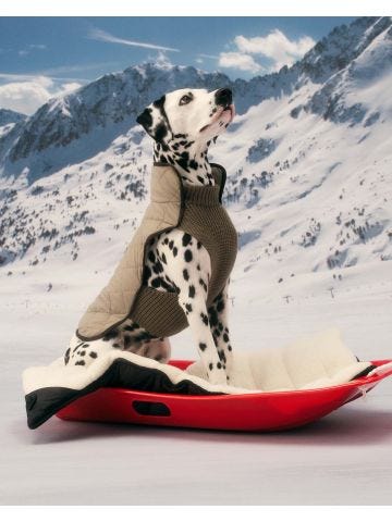 Moncler - Poldo Dog Couture Coperta in teddy e nylon