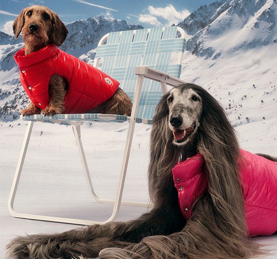 Moncler & Poldo Dog Couture
