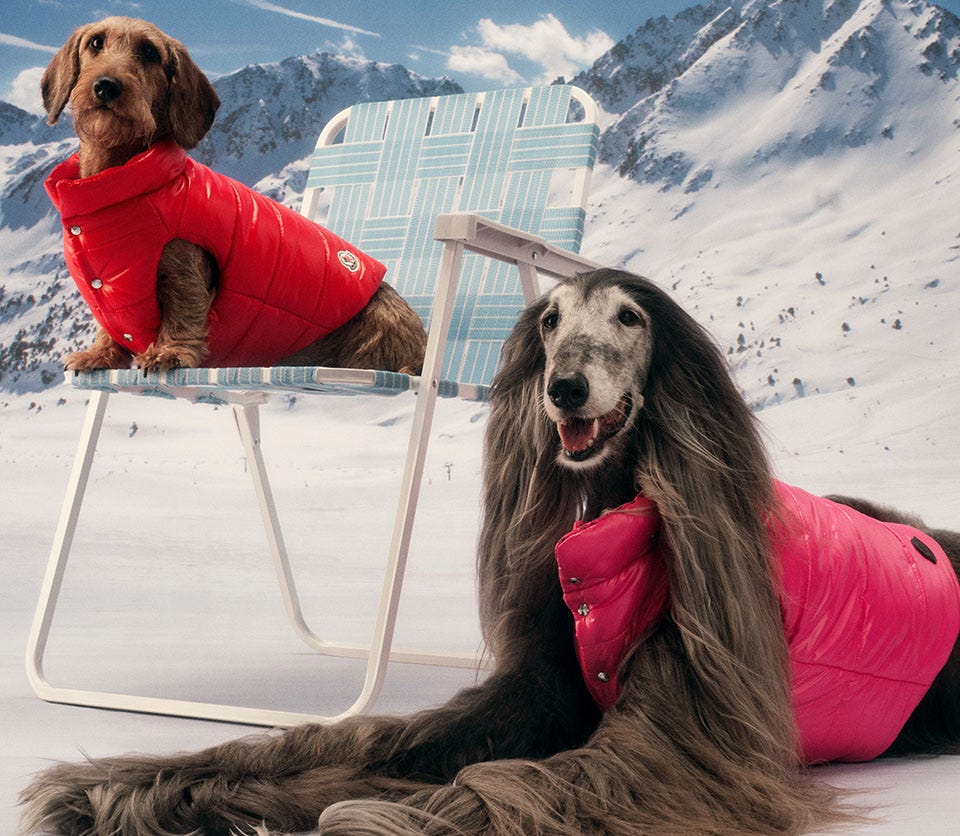 Moncler & Poldo Dog Couture